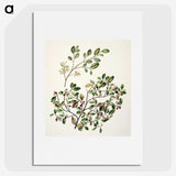 1-65_Native-Flowering-Plants-of-New-Zealand_picture
