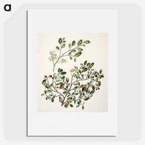 1-65_Native-Flowering-Plants-of-New-Zealand_picture