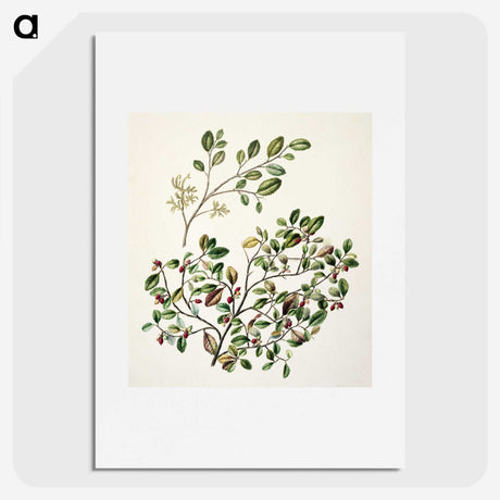 1-65_Native-Flowering-Plants-of-New-Zealand_picture