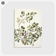 1-65_Native-Flowering-Plants-of-New-Zealand_postcard