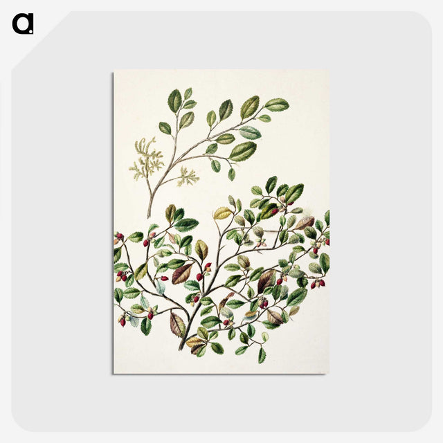 1-65_Native-Flowering-Plants-of-New-Zealand_postcard