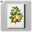 1-65_Nederlandsche-Flora-en-Pomona_canvas
