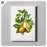 1-65_Nederlandsche-Flora-en-Pomona_canvas