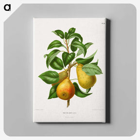 1-65_Nederlandsche-Flora-en-Pomona_canvas