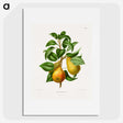 1-65_Nederlandsche-Flora-en-Pomona_picture