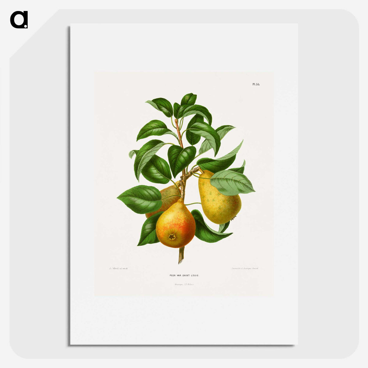 1-65_Nederlandsche-Flora-en-Pomona_picture