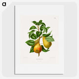 1-65_Nederlandsche-Flora-en-Pomona_picture