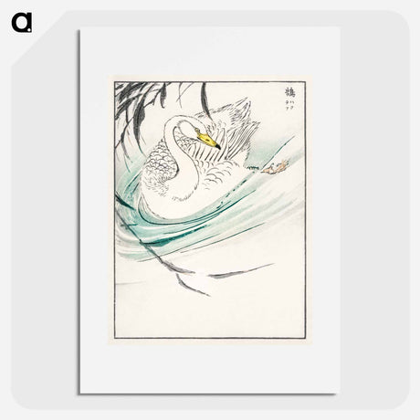 アートポスター-Wooper Swan Illustration
 - 鳥類図鑑 Poster.