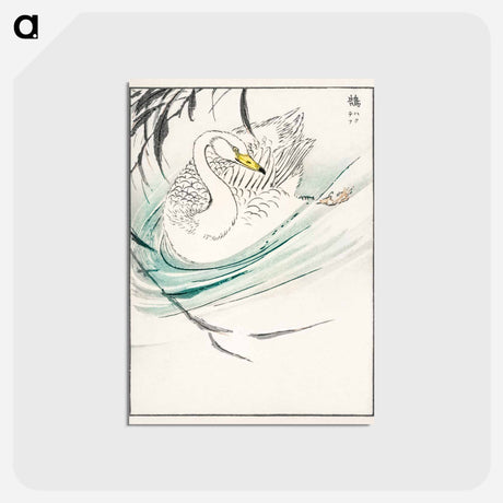 アートポストカード-Wooper Swan Illustration
 - 鳥類図鑑 Postcard.