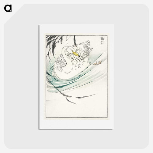 鳥類図譜：オオハクチョウのイラスト - 鳥類図鑑 Postcard.