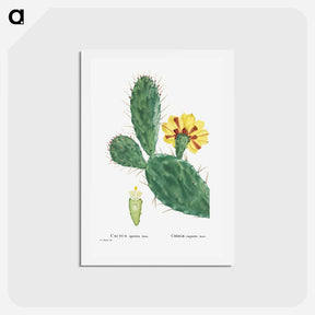 アートポストカード-Cactus Opuntia Tuna (Prickly Pear) - ピエール ジョゼフ ルドゥーテ Postcard.