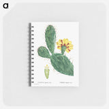 Cactus Opuntia Tuna (Prickly Pear) - ピエール ジョゼフ ルドゥーテ Memo.