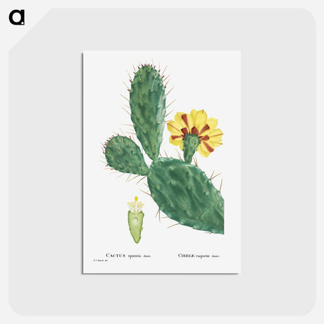 アートポストカード-Cactus Opuntia Tuna (Prickly Pear) - ピエール ジョゼフ ルドゥーテ Postcard.
