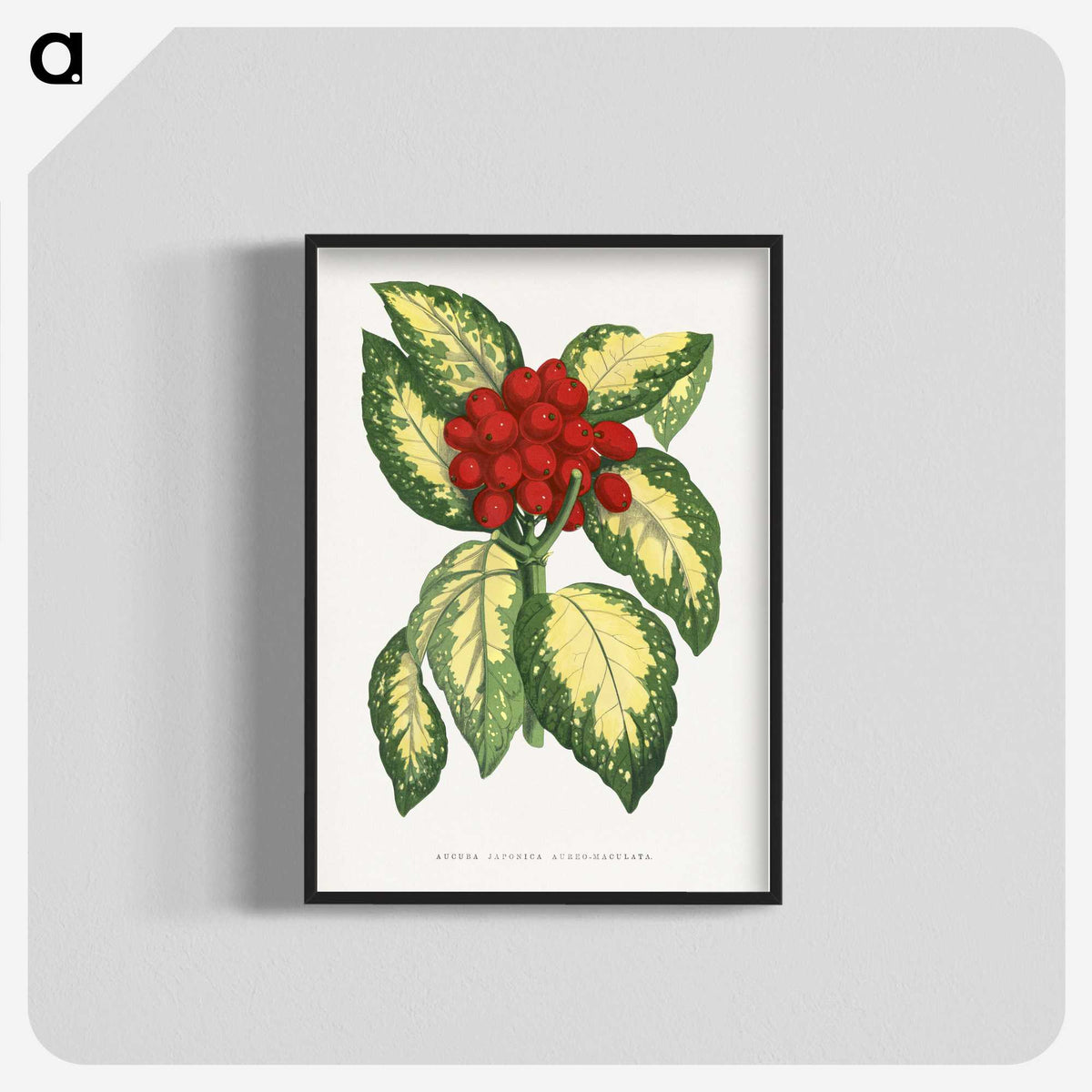 1-65_Plants-with-Colored-Foliage_blk-crop