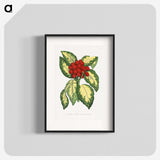 1-65_Plants-with-Colored-Foliage_blk