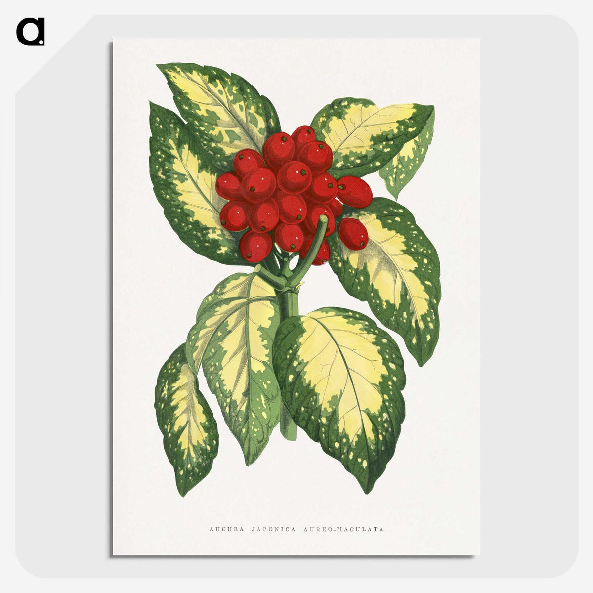 1-65_Plants-with-Colored-Foliage_picture-crop