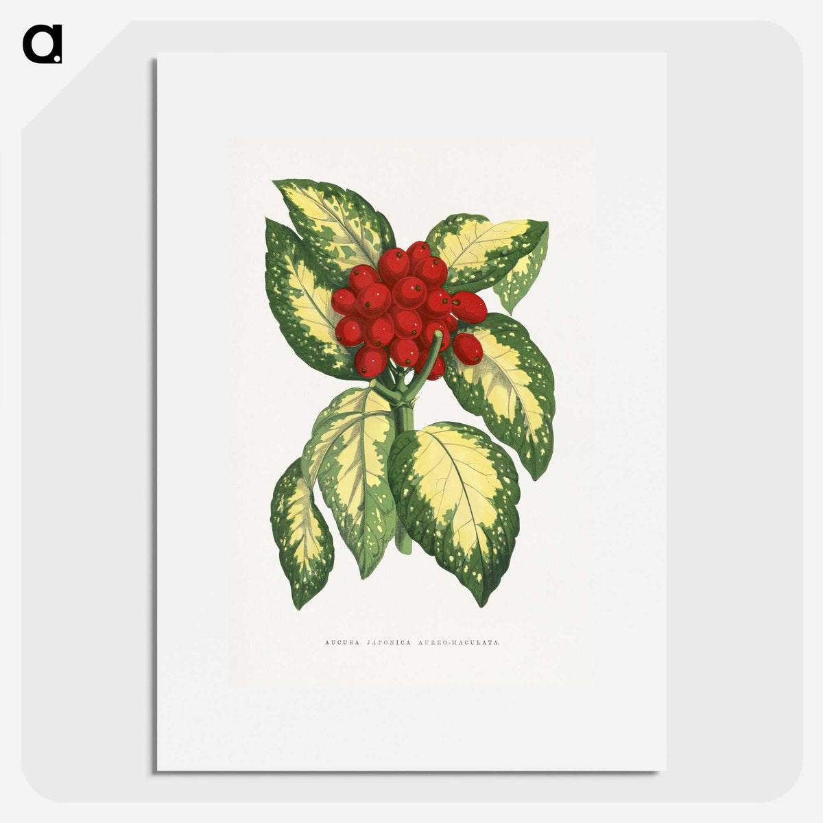 1-65_Plants-with-Colored-Foliage_picture