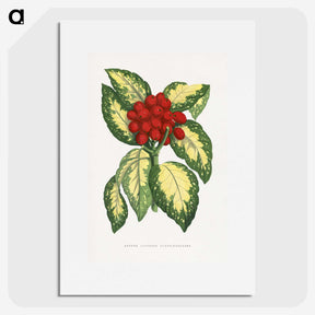 1-65_Plants-with-Colored-Foliage_picture
