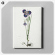 1-65_Robert-Jacob-Gordon_canvas