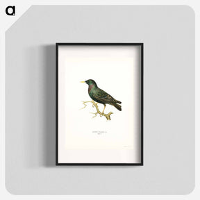 アートポスター-European Starling
 - スヴェンスカ フォグラル Poster.