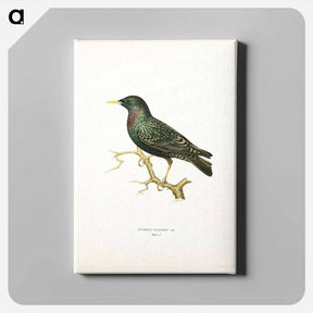 アートパネル-European Starling
 - スヴェンスカ フォグラル Canvas.