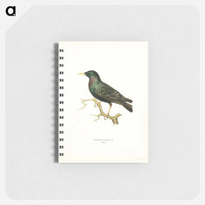 アートメモ帳-European Starling
 - スヴェンスカ フォグラル Memo.