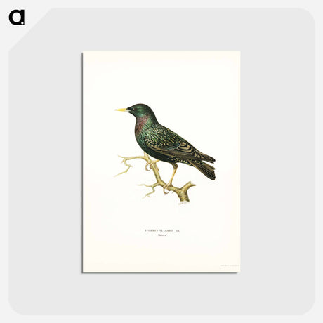 アートポストカード-European Starling
 - スヴェンスカ フォグラル Postcard.