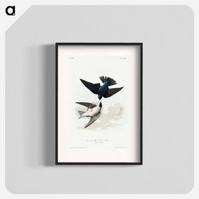 アートポスター-White-bellied Swallow from Birds of America
 - アメリカの鳥たち Poster.