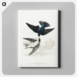 アートパネル-White-bellied Swallow from Birds of America
 - アメリカの鳥たち Canvas.