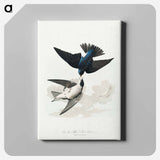 アートパネル-White-bellied Swallow from Birds of America
 - アメリカの鳥たち Canvas.