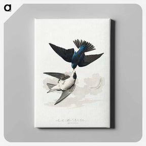 アートパネル-White-bellied Swallow from Birds of America
 - アメリカの鳥たち Canvas.