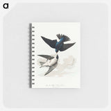 アートメモ帳-White-bellied Swallow from Birds of America
 - アメリカの鳥たち Memo.