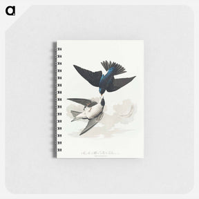 アートメモ帳-White-bellied Swallow from Birds of America
 - アメリカの鳥たち Memo.