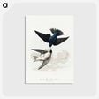 アートポストカード-White-bellied Swallow from Birds of America
 - アメリカの鳥たち Postcard.