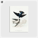 アートポストカード-White-bellied Swallow from Birds of America
 - アメリカの鳥たち Postcard.