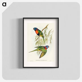 アートポスター-Red-collared Lorikeet
 - オーストラリアの鳥 Poster.