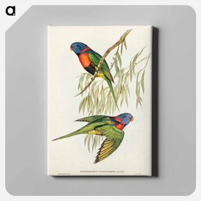 アートパネル-Red-collared Lorikeet
 - オーストラリアの鳥 Canvas.