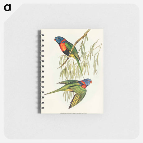 アートメモ帳-Red-collared Lorikeet
 - オーストラリアの鳥 Memo.