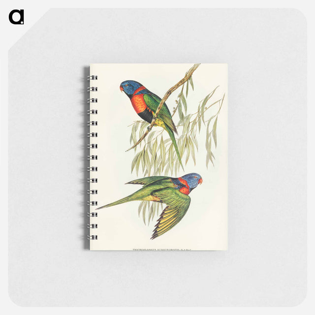 アートメモ帳-Red-collared Lorikeet
 - オーストラリアの鳥 Memo.