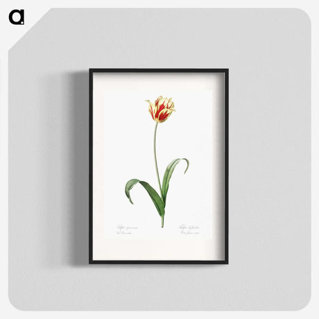 1-65_The-Lilies_blk