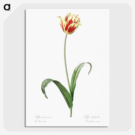 1-65_The-Lilies_picture-crop