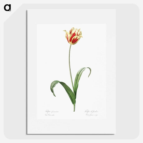 1-65_The-Lilies_picture