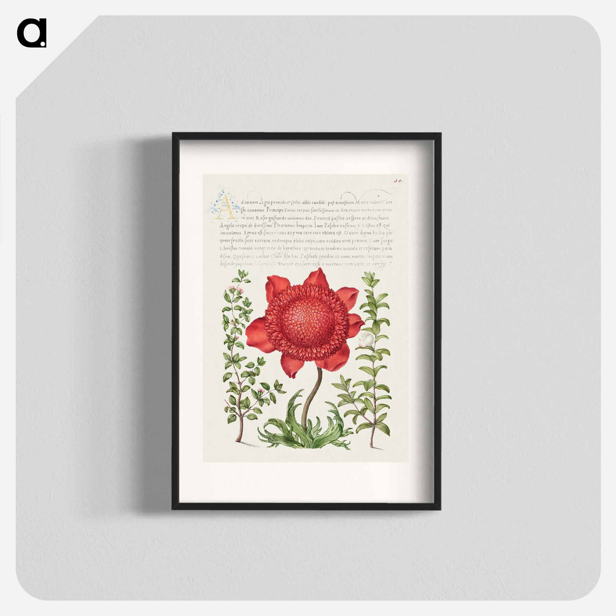 アートポスター-Basil Thyme, Poppy Anemone, and Myrtle from Mira Calligraphiae Monumenta
 - 書道のお手本 Poster.