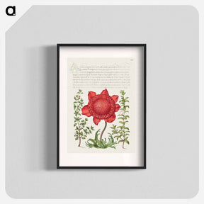 アートポスター-Basil Thyme, Poppy Anemone, and Myrtle from Mira Calligraphiae Monumenta
 - 書道のお手本 Poster.