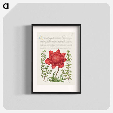 アートポスター-Basil Thyme, Poppy Anemone, and Myrtle from Mira Calligraphiae Monumenta
 - 書道のお手本 Poster.