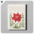 アートパネル-Basil Thyme, Poppy Anemone, and Myrtle from Mira Calligraphiae Monumenta
 - 書道のお手本 Canvas.