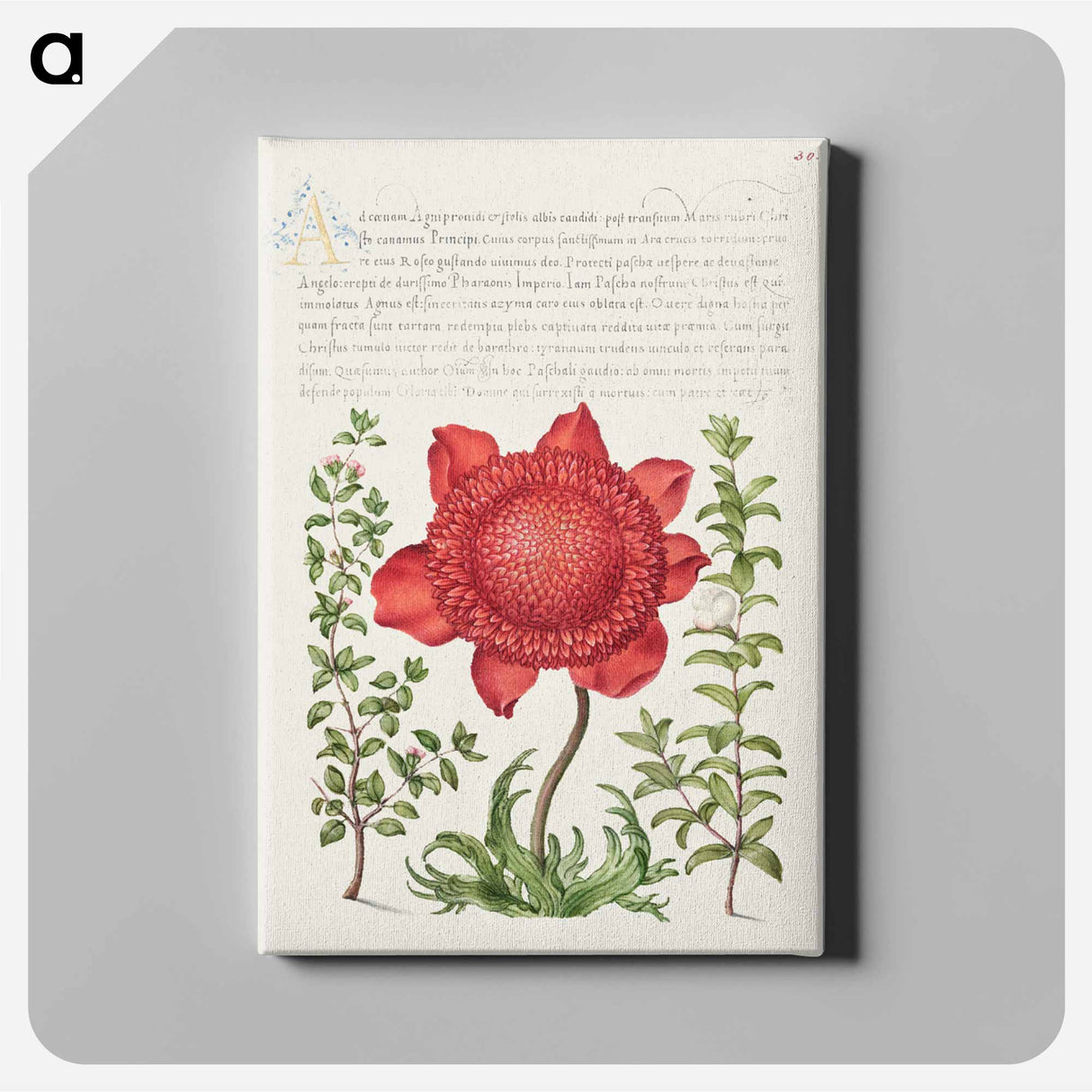 アートパネル-Basil Thyme, Poppy Anemone, and Myrtle from Mira Calligraphiae Monumenta
 - 書道のお手本 Canvas.