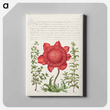 アートパネル-Basil Thyme, Poppy Anemone, and Myrtle from Mira Calligraphiae Monumenta
 - 書道のお手本 Canvas.
