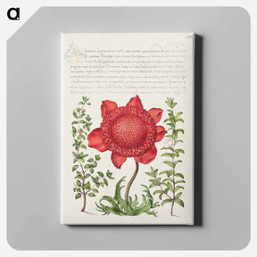 アートパネル-Basil Thyme, Poppy Anemone, and Myrtle from Mira Calligraphiae Monumenta
 - 書道のお手本 Canvas.