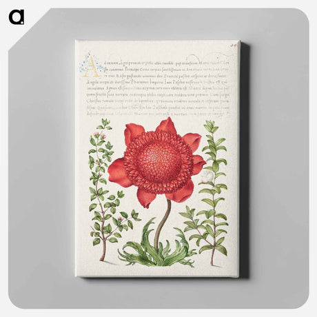 アートパネル-Basil Thyme, Poppy Anemone, and Myrtle from Mira Calligraphiae Monumenta
 - 書道のお手本 Canvas.